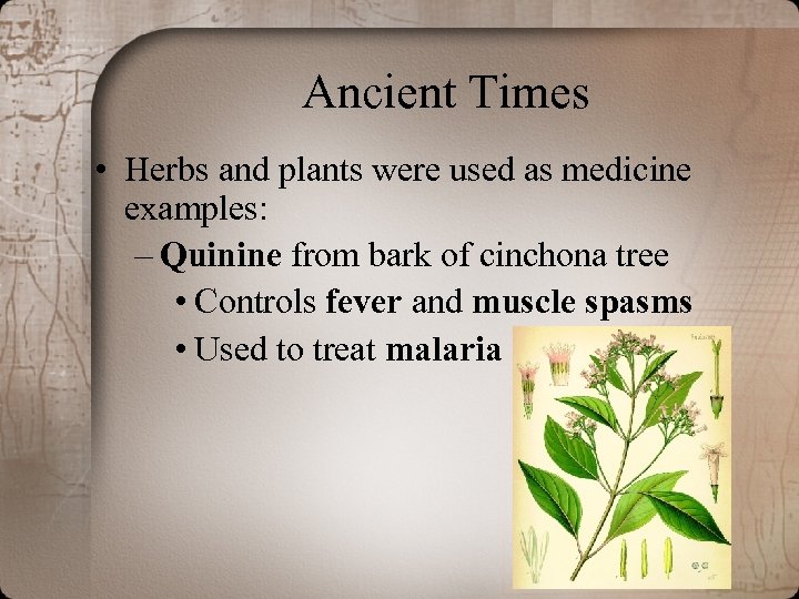 Ancient Times • Herbs and plants were used as medicine examples: – Quinine from