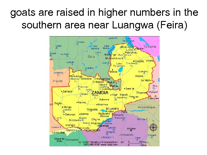 goats are raised in higher numbers in the southern area near Luangwa (Feira) 