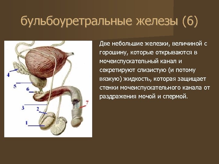 бульбоуретральные железы (6) Две небольшие железки, величиной с горошину, которые открываются в мочеиспускательный канал