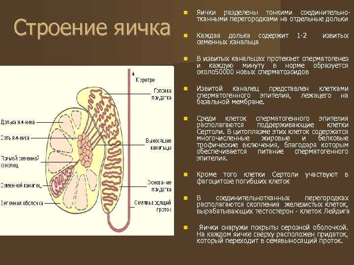 Строение яичка Яички разделены тонкими соединительнотканными перегородками на отдельные дольки Каждая долька содержит семенных