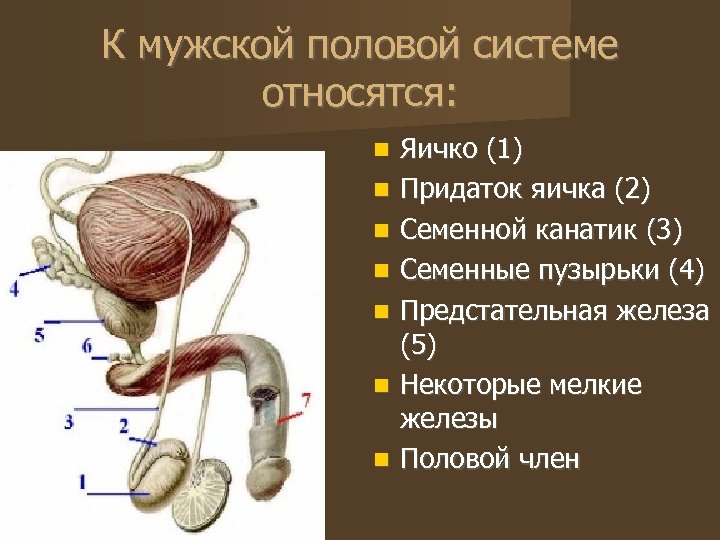 К мужской половой системе относятся: Яичко (1) Придаток яичка (2) Семенной канатик (3) Семенные