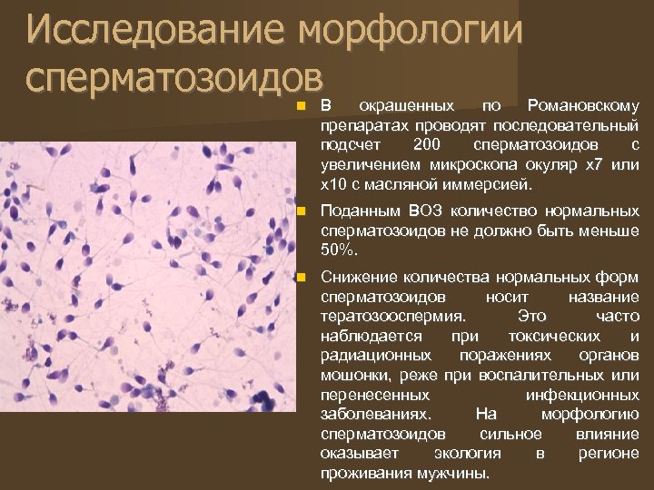 Исследование морфологии сперматозоидов. В окрашенных по Романовскому препаратах проводят последовательный подсчет 200 сперматозоидов с