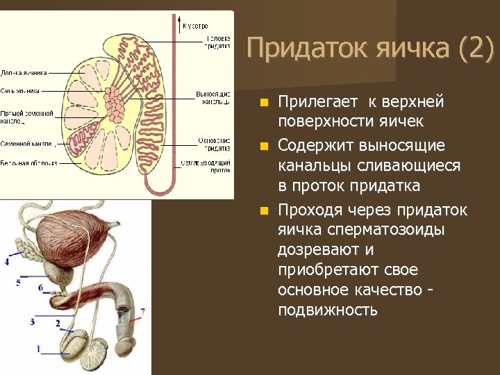 Придаток яичка (2) Прилегает к верхней поверхности яичек Содержит выносящие канальцы сливающиеся в проток