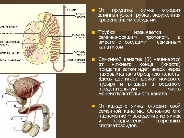  От придатка яичка отходит длинная узкая трубка, окруженная кровеносными сосудами. Трубка называется семявыносящим