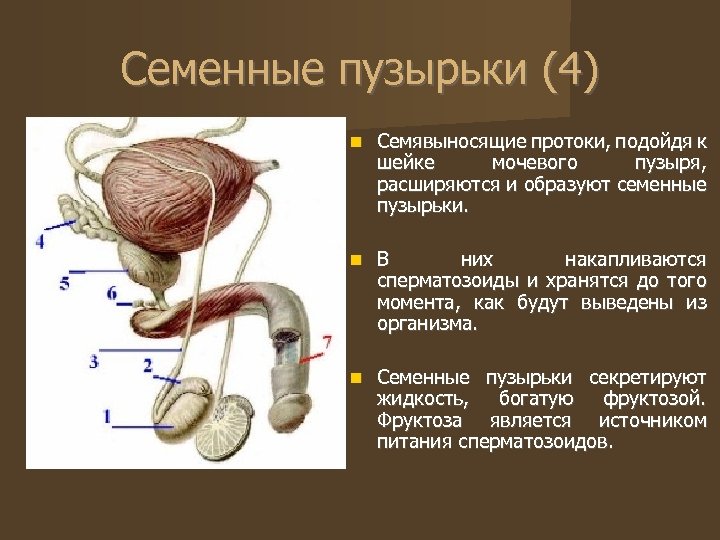 Семенные пузырьки (4) Семявыносящие протоки, подойдя к шейке мочевого пузыря, расширяются и образуют семенные