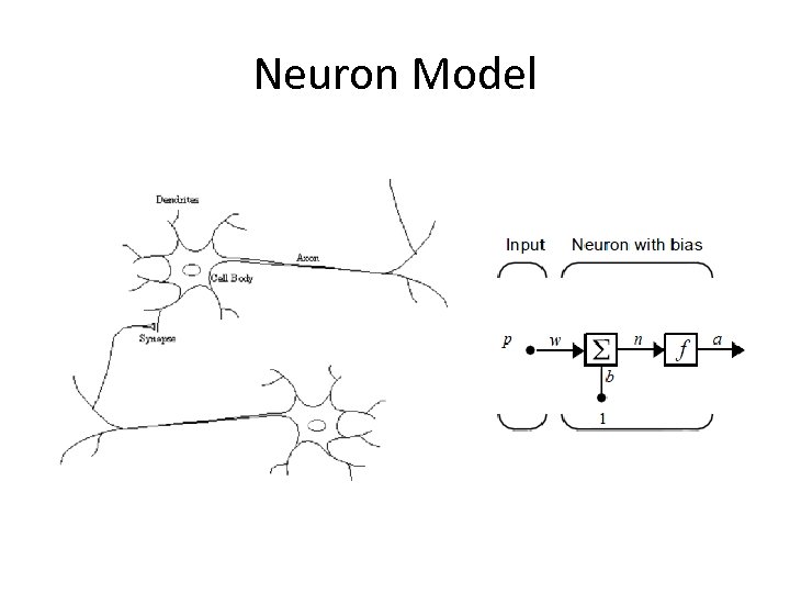 Neuron Model 