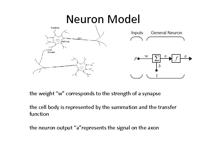 Neuron Model the weight “w” corresponds to the strength of a synapse the cell