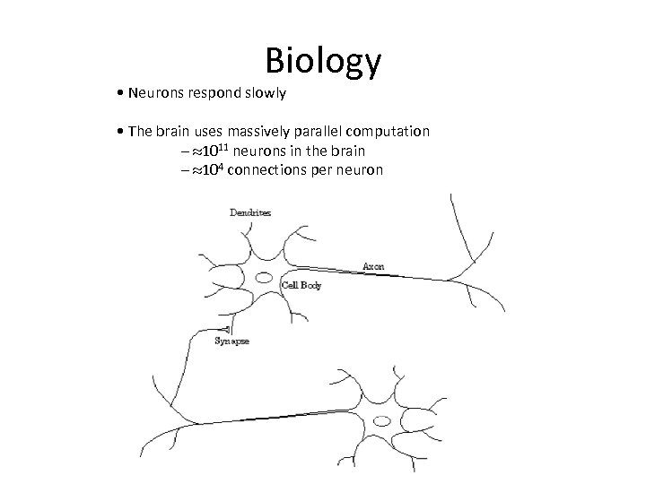 Biology • Neurons respond slowly • The brain uses massively parallel computation – »