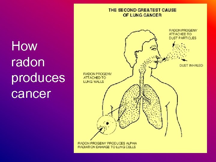 How radon produces cancer 
