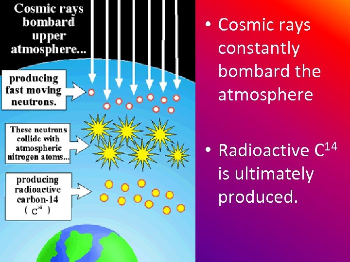  • Cosmic rays constantly bombard the atmosphere • Radioactive C 14 is ultimately