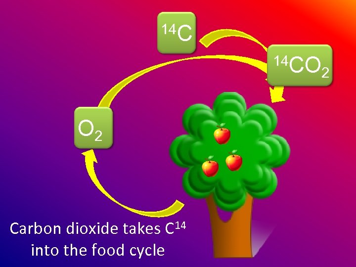 14 C 14 CO O 2 Carbon dioxide takes C 14 into the food