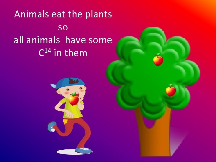 Animals eat the plants so all animals have some C 14 in them 