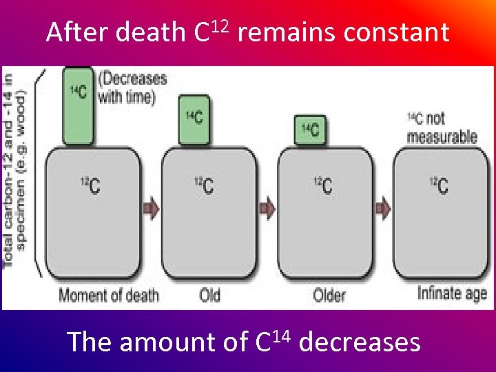 After death C 12 remains constant The amount of C 14 decreases 