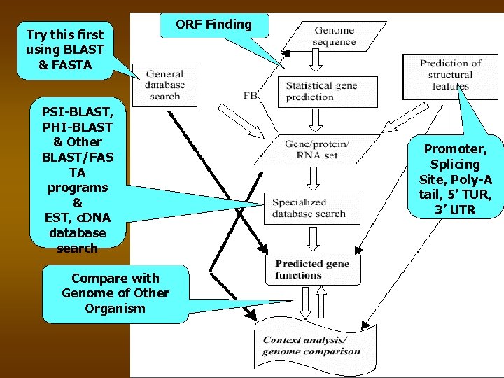 Try this first using BLAST & FASTA PSI-BLAST, PHI-BLAST & Other BLAST/FAS TA programs