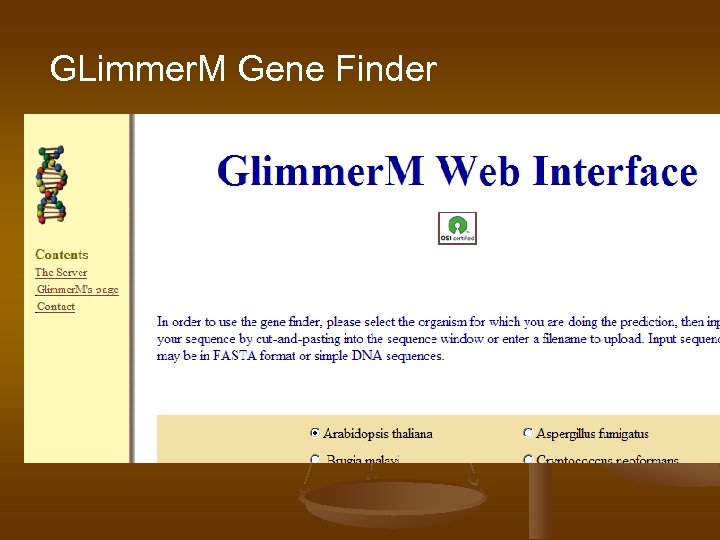 GLimmer. M Gene Finder 