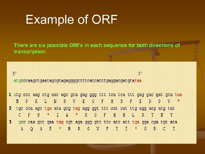 Example of ORF There are six possible ORFs in each sequence for both directions