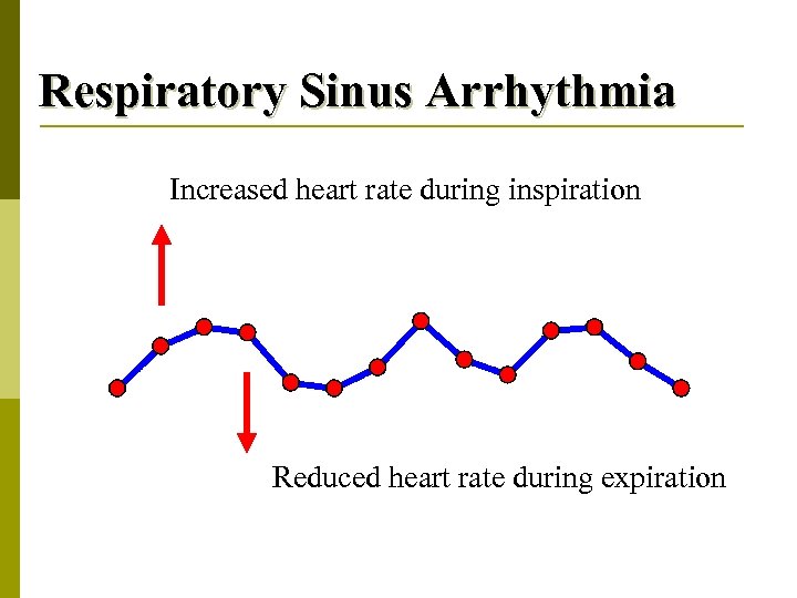 Respiratory Sinus Arrhythmia Increased heart rate during inspiration Reduced heart rate during expiration 