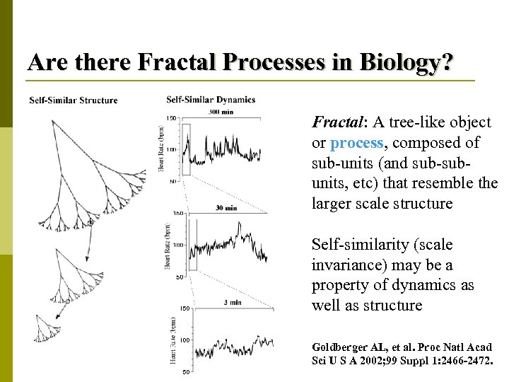 Are there Fractal Processes in Biology? Fractal: A tree-like object or process, composed of