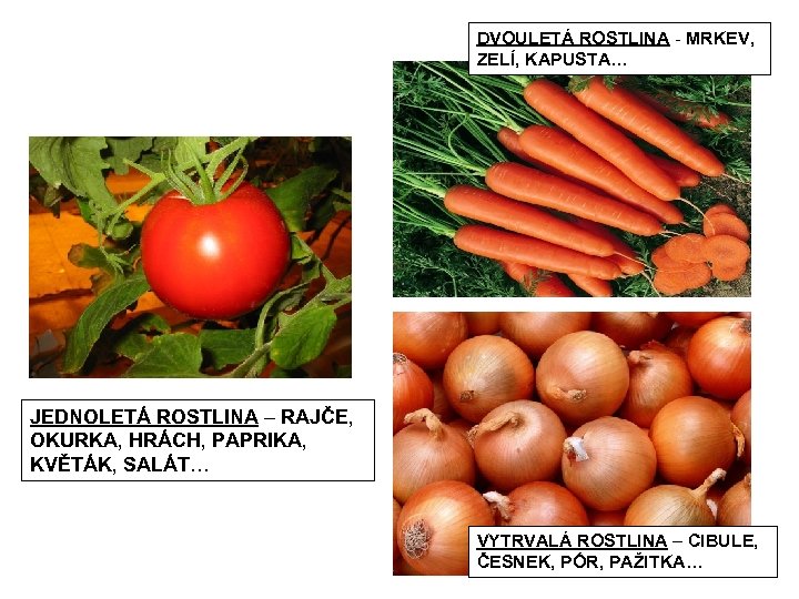 DVOULETÁ ROSTLINA - MRKEV, ZELÍ, KAPUSTA… JEDNOLETÁ ROSTLINA – RAJČE, OKURKA, HRÁCH, PAPRIKA, KVĚTÁK,