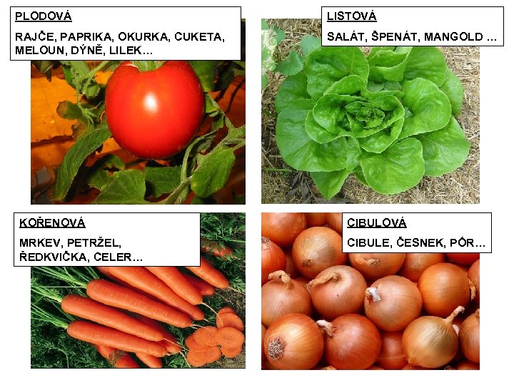 PLODOVÁ LISTOVÁ RAJČE, PAPRIKA, OKURKA, CUKETA, MELOUN, DÝNĚ, LILEK… SALÁT, ŠPENÁT, MANGOLD … KOŘENOVÁ
