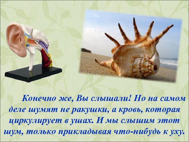 Конечно же, Вы слышали! Но на самом деле шумят не ракушки, а кровь, которая