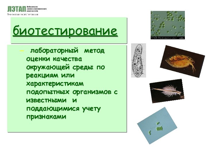 биотестирование – лабораторный метод оценки качества окружающей среды по реакциям или характеристикам подопытных организмов