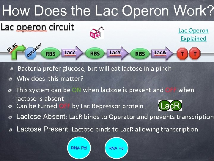 How Does the Lac Operon Work? Lac Operon Explained Bacteria prefer glucose, but will