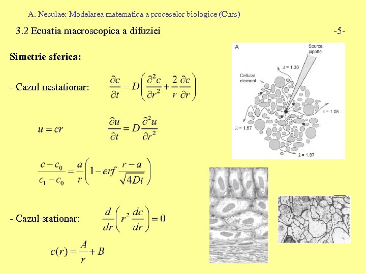 A. Neculae: Modelarea matematica a proceselor biologice (Curs) 3. 2 Ecuatia macroscopica a difuziei