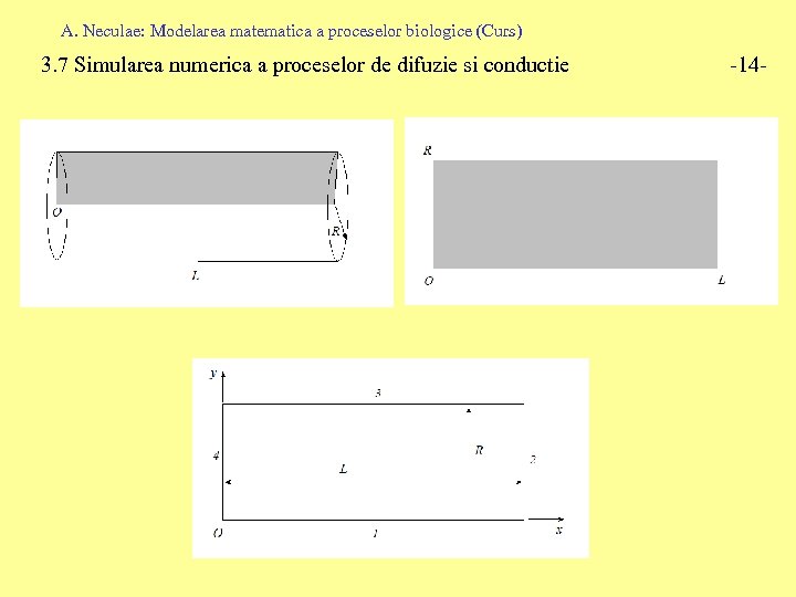 A. Neculae: Modelarea matematica a proceselor biologice (Curs) 3. 7 Simularea numerica a proceselor