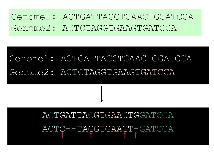 Genome 1: ACTGATTACGTGAACTGGATCCA Genome 2: ACTCTAGGTGAAGTGATCCA ACTGATTACGTGAACTGGATCCA ACTC--TAGGTGAAGT-GATCCA Jan 21, 2010 © UKK, Bioinformatics