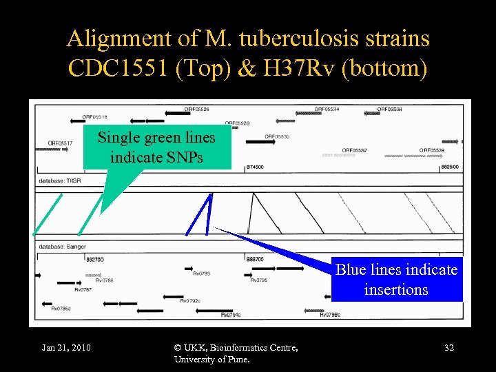 Alignment of M. tuberculosis strains CDC 1551 (Top) & H 37 Rv (bottom) Single