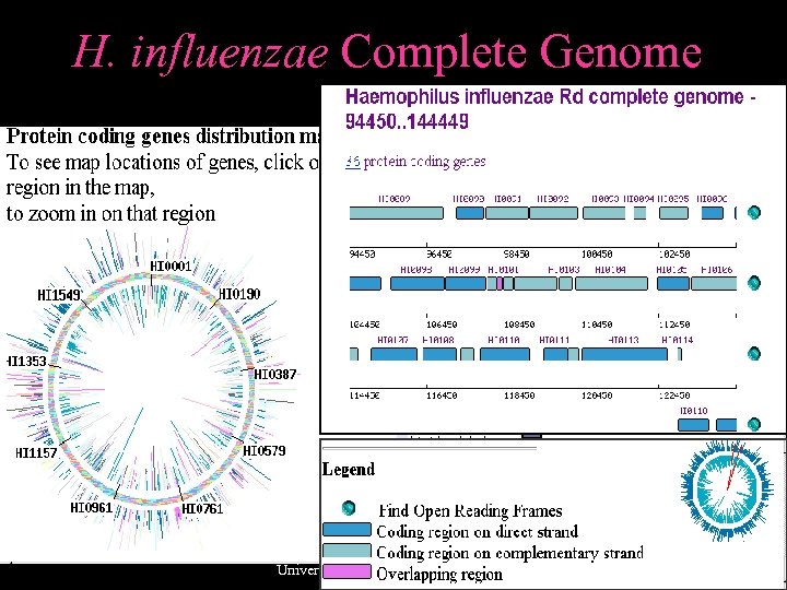 H. influenzae Complete Genome Jan 21, 2010 © UKK, Bioinformatics Centre, University of Pune.