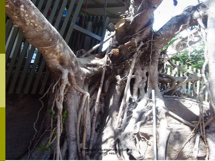 Alternative Development Solutions Nobby Head 