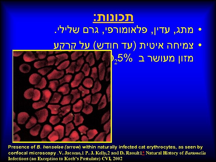 : תכונות . • מתג, עדין, פלאומורפי, גרם שלילי • צמיחה איטית )עד חודש(