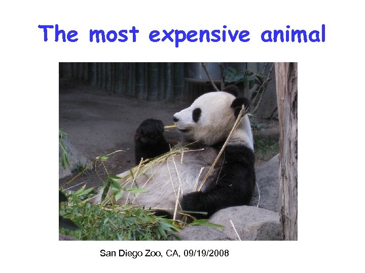 The most expensive animal San Diego Zoo, CA, 09/19/2008 
