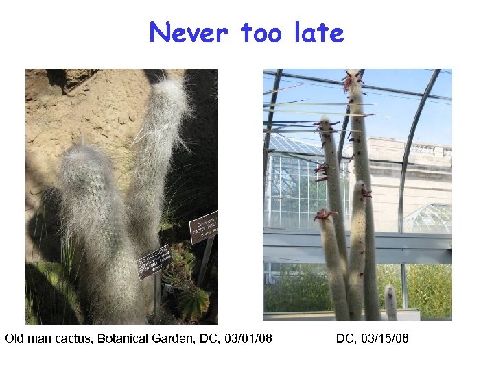 Never too late Old man cactus, Botanical Garden, DC, 03/01/08 DC, 03/15/08 