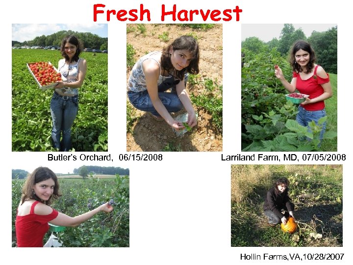 Fresh Harvest Butler’s Orchard, 06/15/2008 Larriland Farm, MD, 07/05/2008 Hollin Farms, VA, 10/28/2007 
