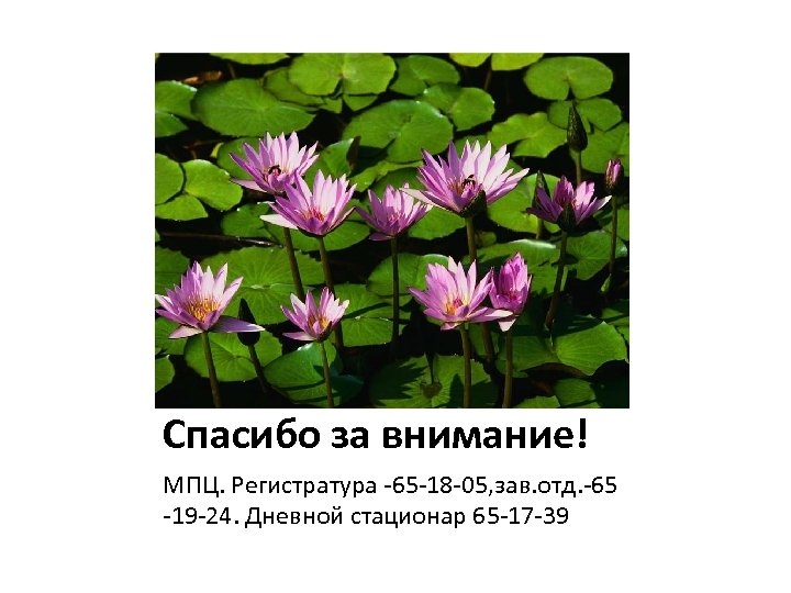 Спасибо за внимание! МПЦ. Регистратура -65 -18 -05, зав. отд. -65 -19 -24. Дневной