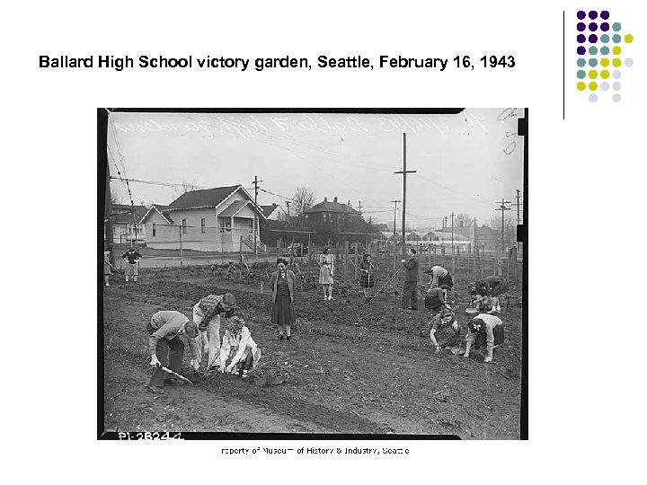 Ballard High School victory garden, Seattle, February 16, 1943 