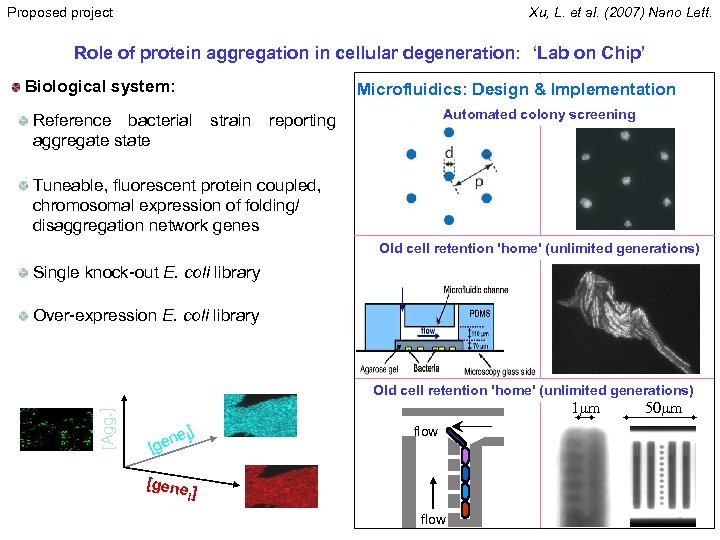 Proposed project Xu, L. et al. (2007) Nano Lett. Role of protein aggregation in