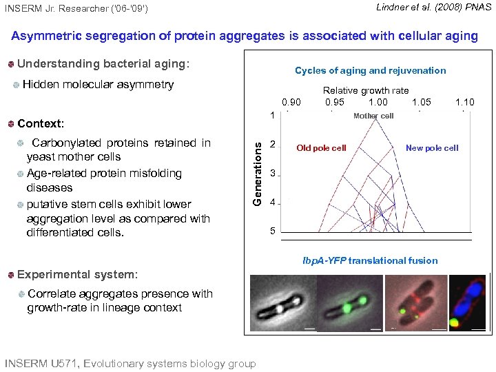 Lindner et al. (2008) PNAS INSERM Jr. Researcher ('06 -'09') Asymmetric segregation of protein