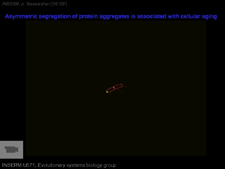 INSERM Jr. Researcher ('06 -'09') Lindner et al (2008) PNAS Asymmetric segregation of protein