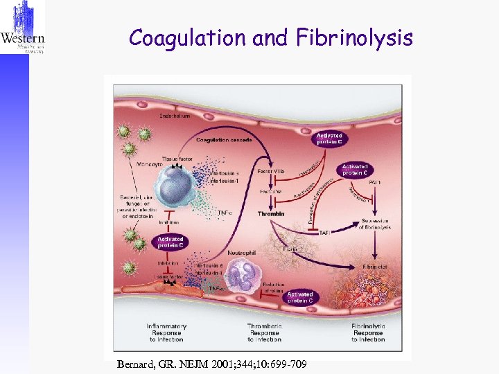 Coagulation and Fibrinolysis Bernard, GR. NEJM 2001; 344; 10: 699 -709 