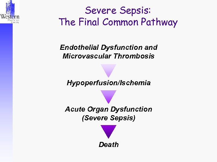 Severe Sepsis: The Final Common Pathway Endothelial Dysfunction and Microvascular Thrombosis Hypoperfusion/Ischemia Acute Organ