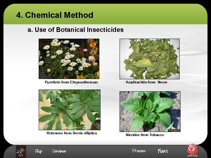 4. Chemical Method a. Use of Botanical Insecticides Pyrethrin from Chrysanthemum Rotenone from Derris