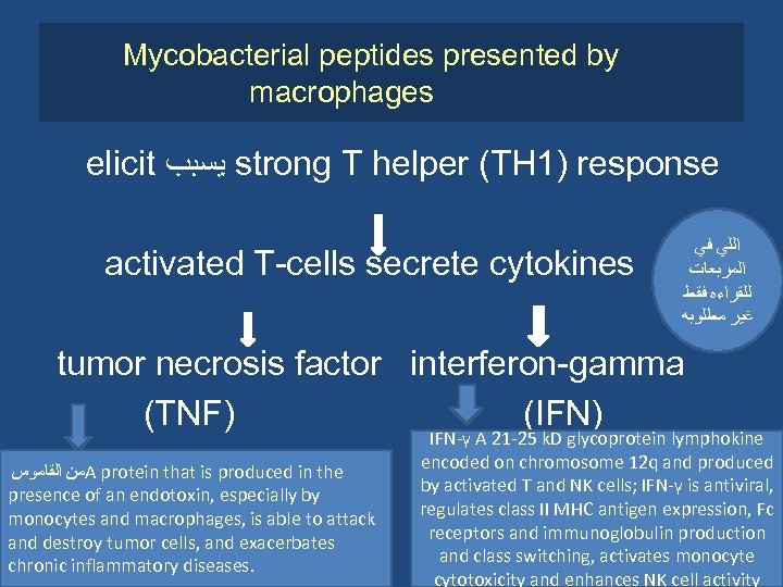 Mycobacterial peptides presented by macrophages elicit ﻳﺴﺒﺐ strong T helper (TH 1) response activated