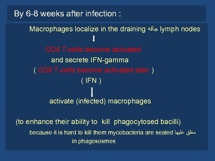 By 6 -8 weeks after infection : Macrophages localize in the draining ﺟﺎﻓﻪ lymph