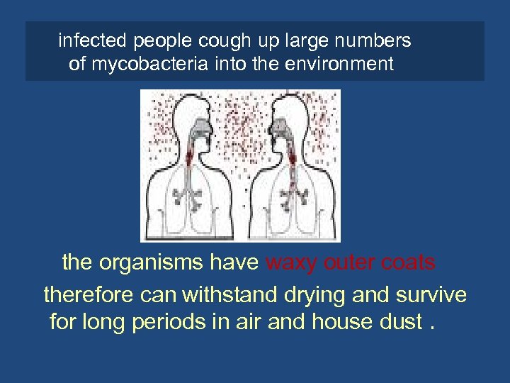 infected people cough up large numbers of mycobacteria into the environment the organisms have