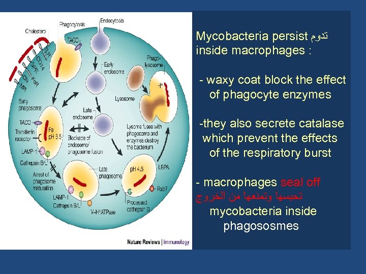 Mycobacteria persist ﺗﺪﻭﻡ inside macrophages : - waxy coat block the effect of phagocyte