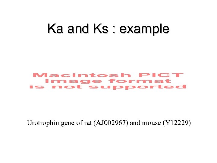 Ka and Ks : example Urotrophin gene of rat (AJ 002967) and mouse (Y
